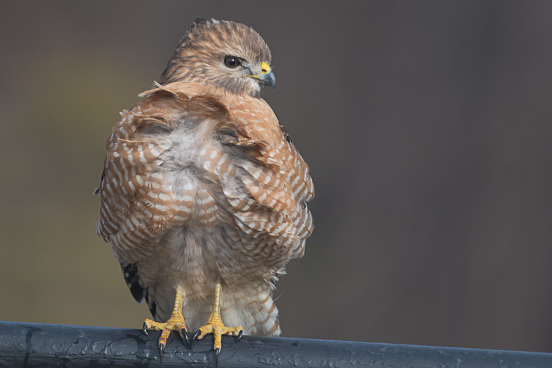 Roodstaartbuizerd